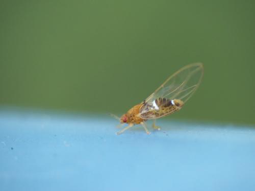 Réf. 257 339 : Lauritrioza alacris